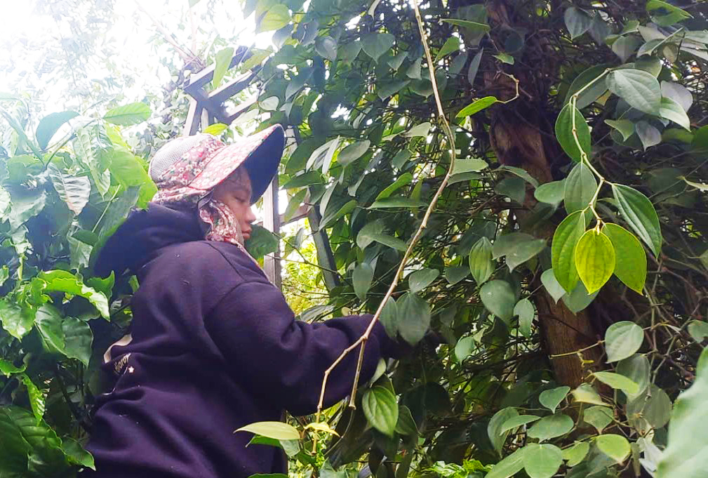 +H Xuân hái tiêu thuê